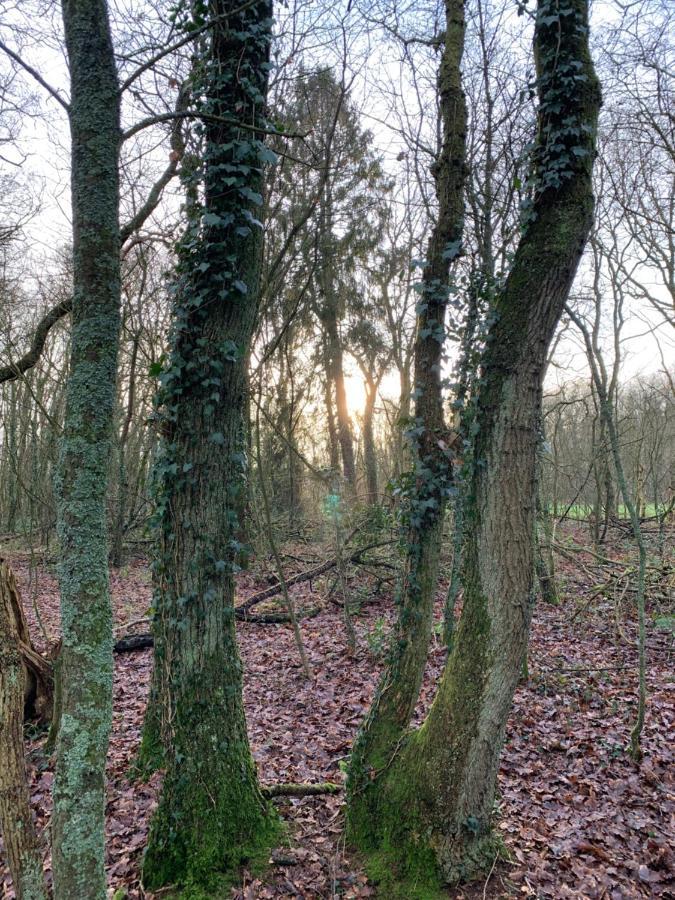 'T Holten Huus - Puur Genieten In Het Bos. Норг Экстерьер фото