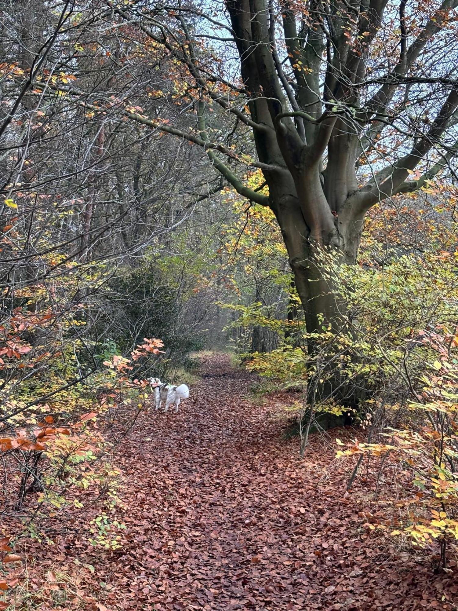 'T Holten Huus - Puur Genieten In Het Bos. Норг Экстерьер фото